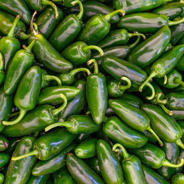 Early Jalapeño Hot Pepper