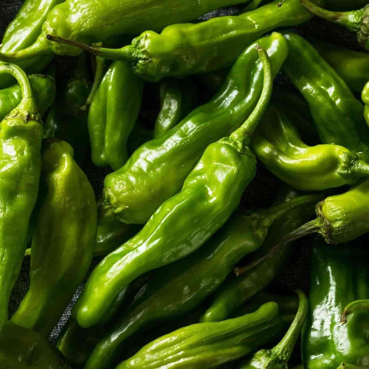 Shishito Pepper