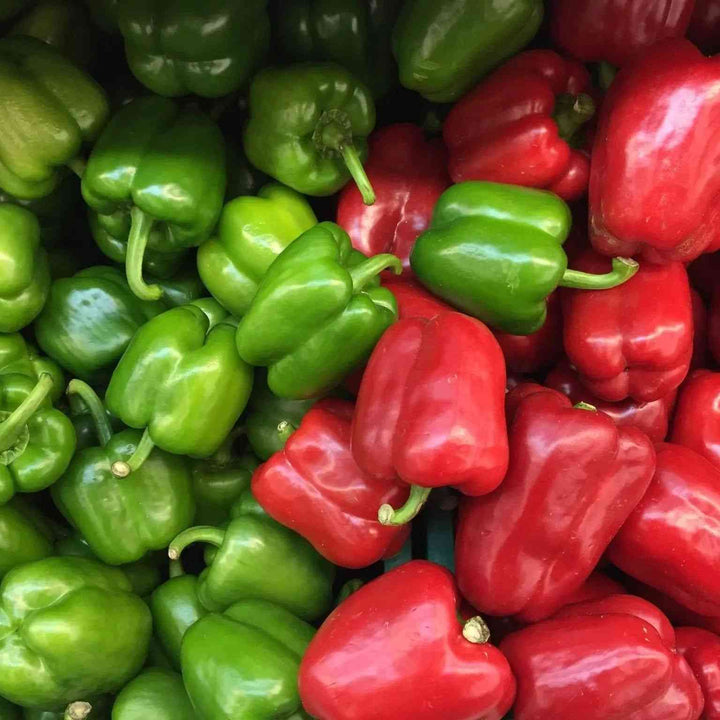 California Wonder 300 TMR Sweet Bell Pepper
