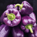 Pepper - Sweet - Lilac Bell - Alliance of Native Seedkeepers -