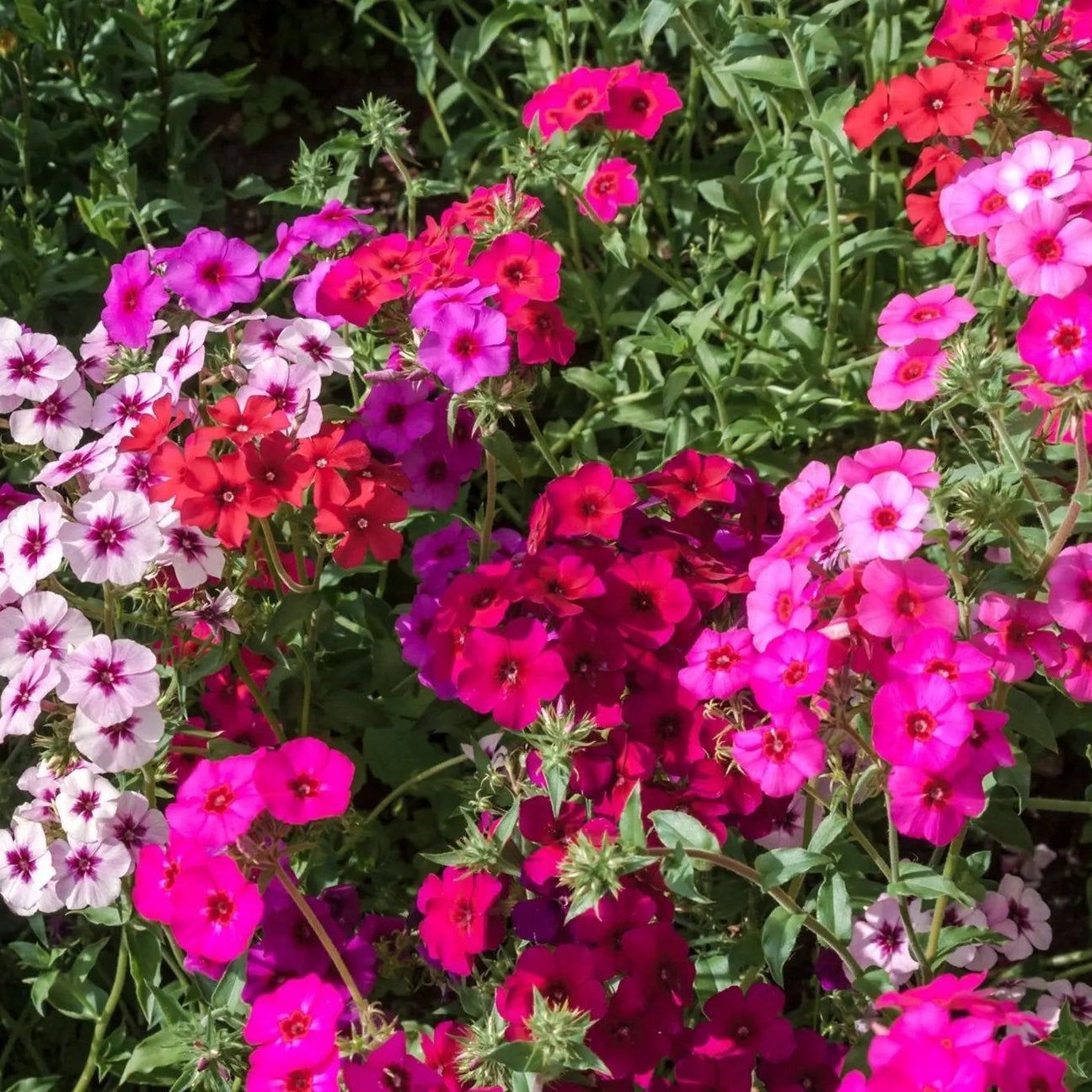 Phlox Seeds - Mixed Colors - Alliance of Native Seedkeepers - 3. All Flowers
