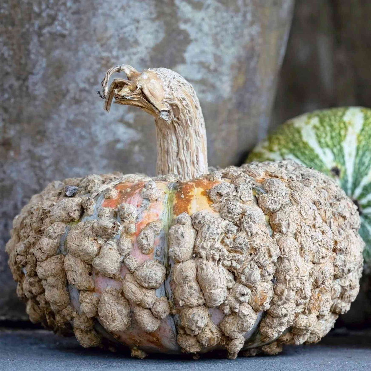 Dim Gray Pumpkin Seeds - Galeux D'Eysines Alliance Of Native Seedkeepers Vegetable Seeds