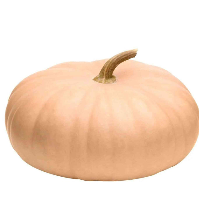 Pumpkin Seeds - Long Island Cheese - Alliance of Native Seedkeepers - Vegetable Seeds