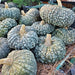 Pumpkin Seeds - Marina Di Chioggia - Alliance of Native Seedkeepers - 1. All Vegetables