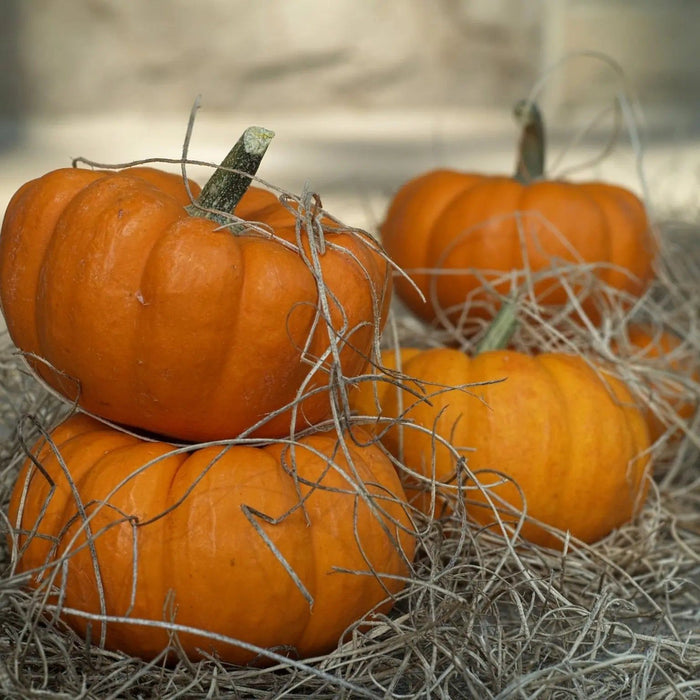 Pumpkin Seeds - New England Sugar Pie - Alliance of Native Seedkeepers - Squash