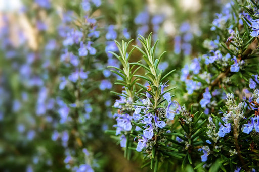 Rosemary Seeds - Alliance of Native Seedkeepers - 4. All Herbs