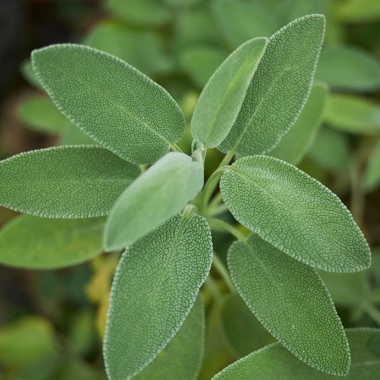 Sage Seeds - Broadleaf Sage (Organic) - Alliance of Native Seedkeepers - Herb Seeds