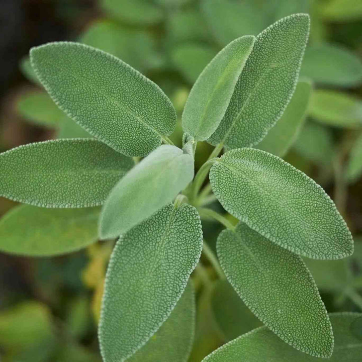 Broadleaf Sage