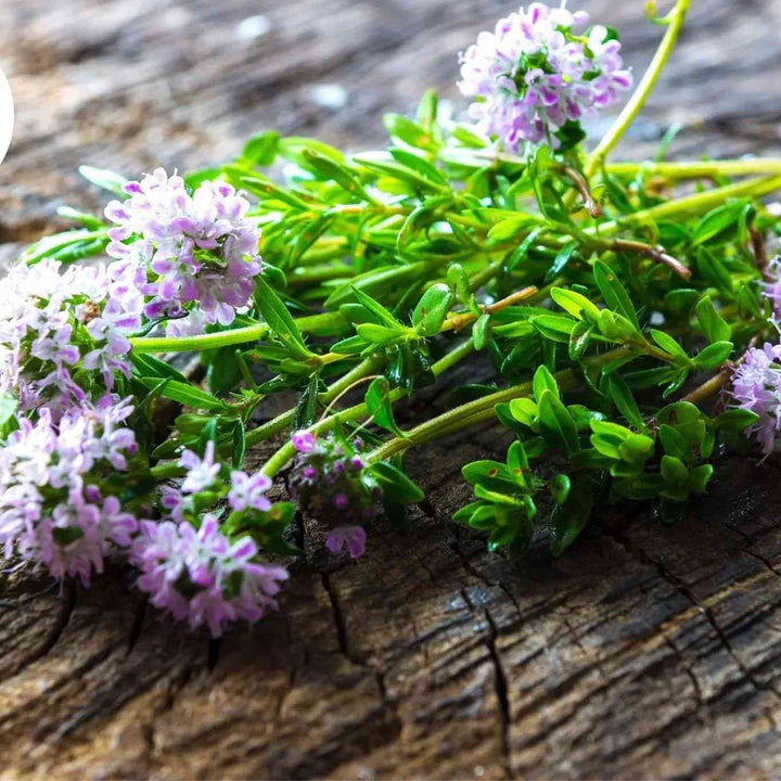Summer Savory