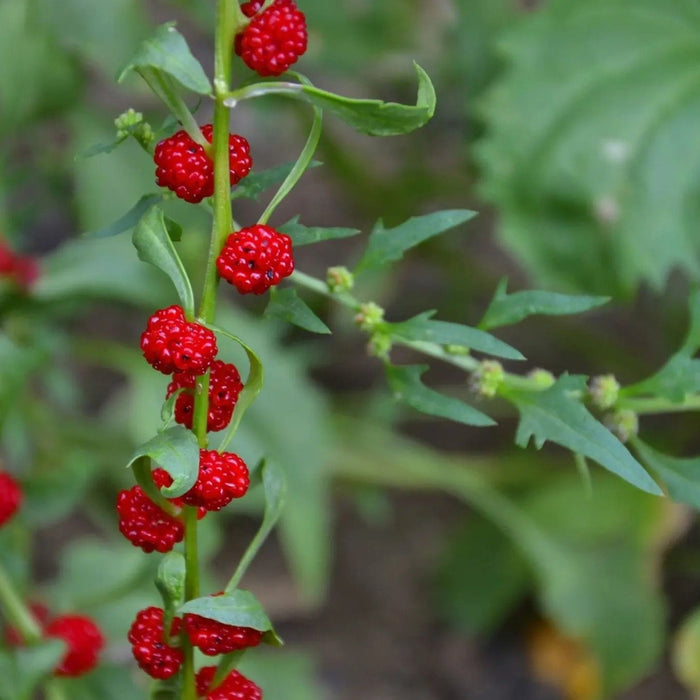 Spinach Seeds - Strawberry - Alliance of Native Seedkeepers - Spinach