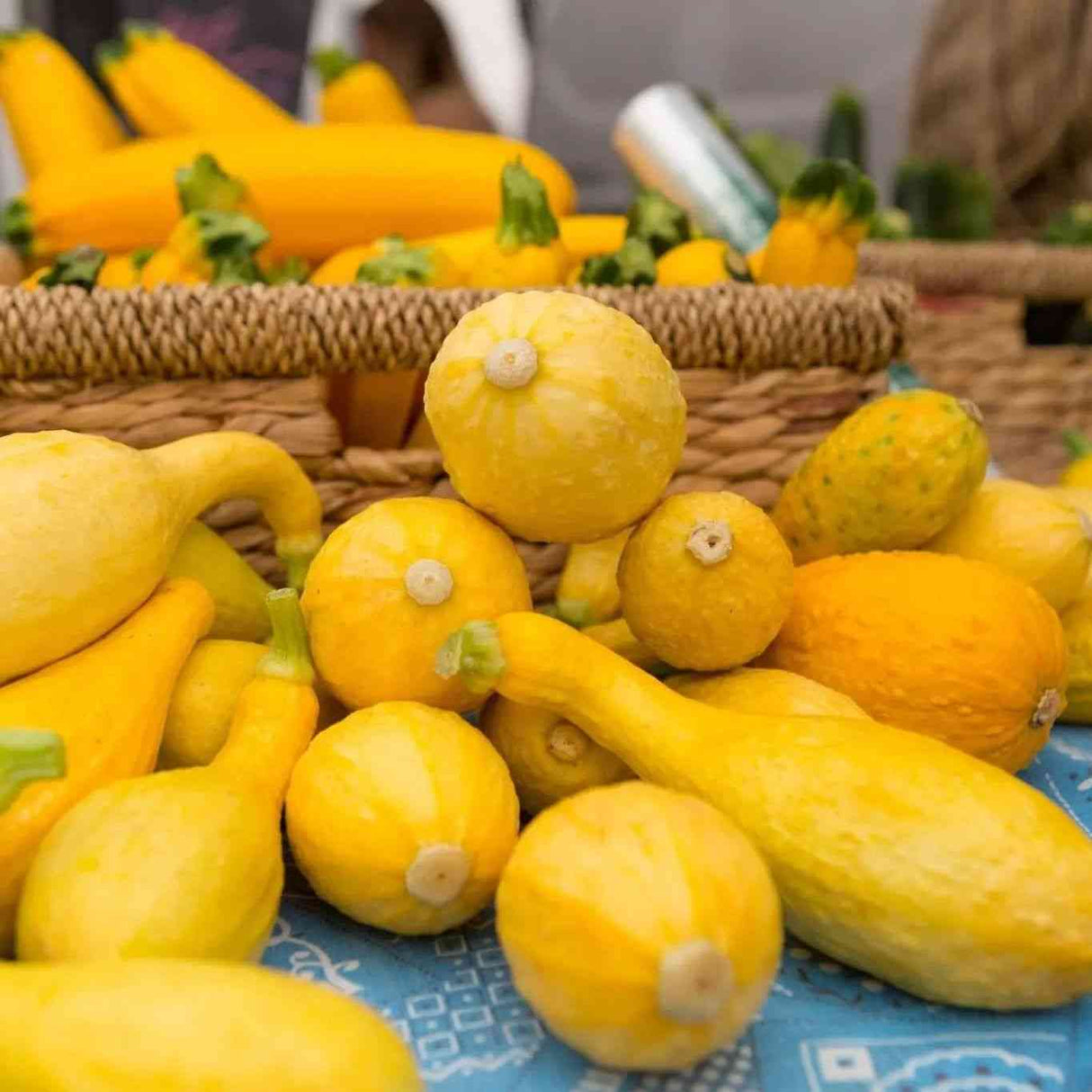 Squash Seeds - Summer - Bush - Early Summer Crookneck Squash - Alliance of Native Seedkeepers - Vegetable Seeds