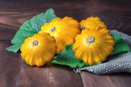 Squash Seeds - Yellow Scallop - Alliance of Native Seedkeepers - Squash