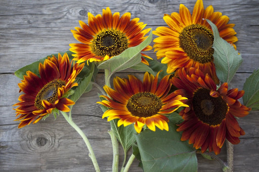 Sunflower Seeds - Autumn Beauty - Alliance of Native Seedkeepers - Sunflower