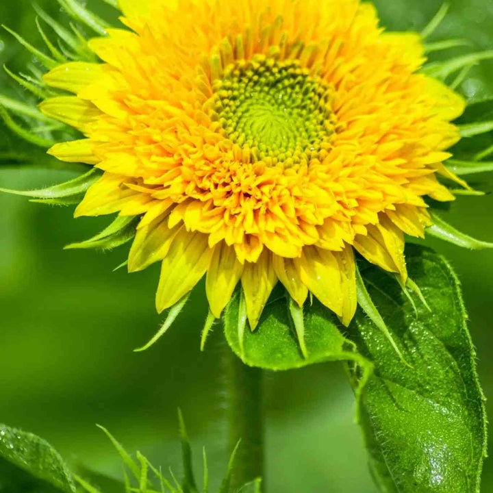 Sungold Dwarf