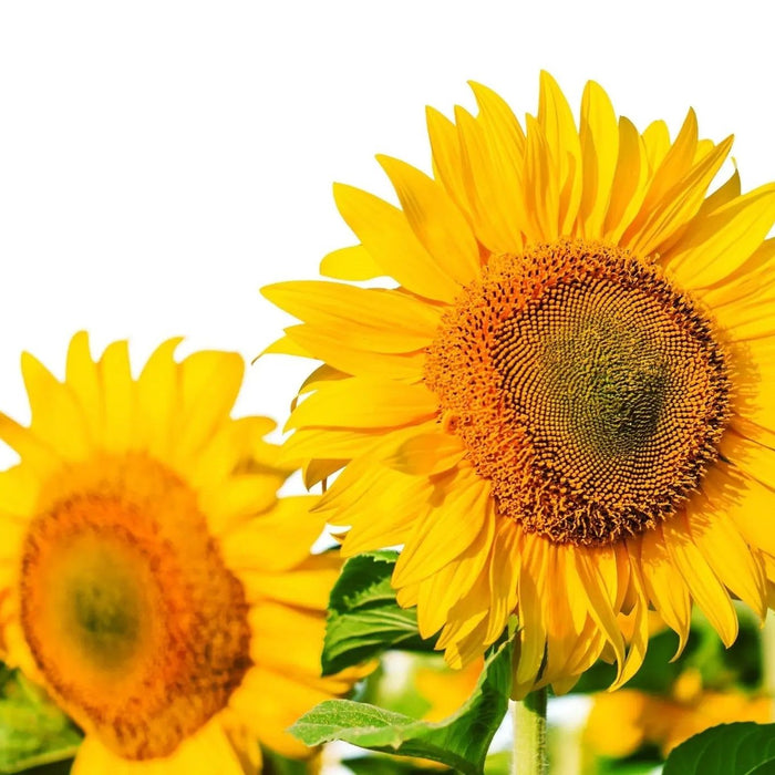 Sunflower Seeds - Tarahumara - Alliance of Native Seedkeepers - Sunflower