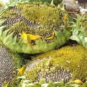 Titan Sunflower Seeds