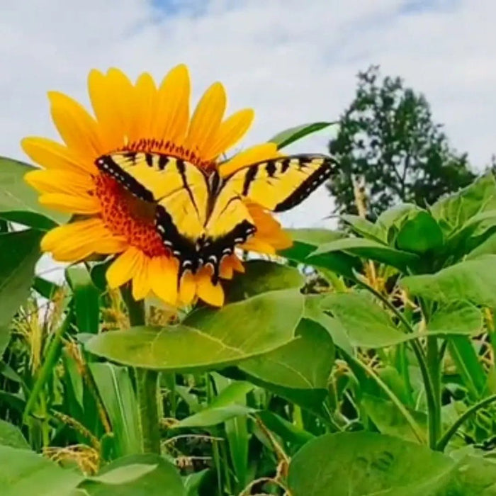 Sunflower Seeds - Tuscarora Katenoh - Alliance of Native Seedkeepers - Sunflower