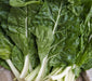 Swiss Chard Seeds - Fordhook Giant - Alliance of Native Seedkeepers - 1. All Vegetables