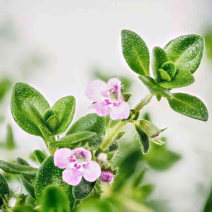 Common Thyme
