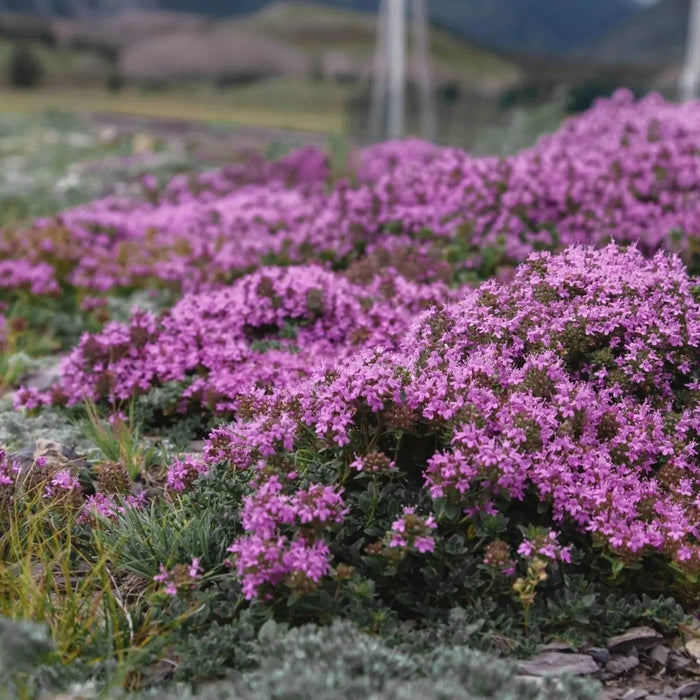 Thyme Seeds - Creeping Thyme - Alliance of Native Seedkeepers - 5. Cover Crops & Grains