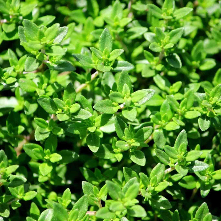 French Thyme