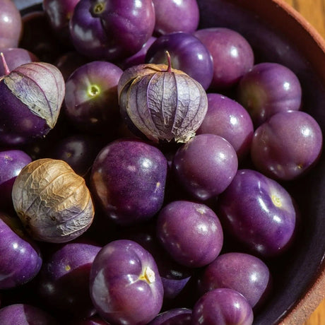 Tomatillo Seeds - Ixocarpa - Really Purple - Alliance of Native Seedkeepers - Vegetable Seeds