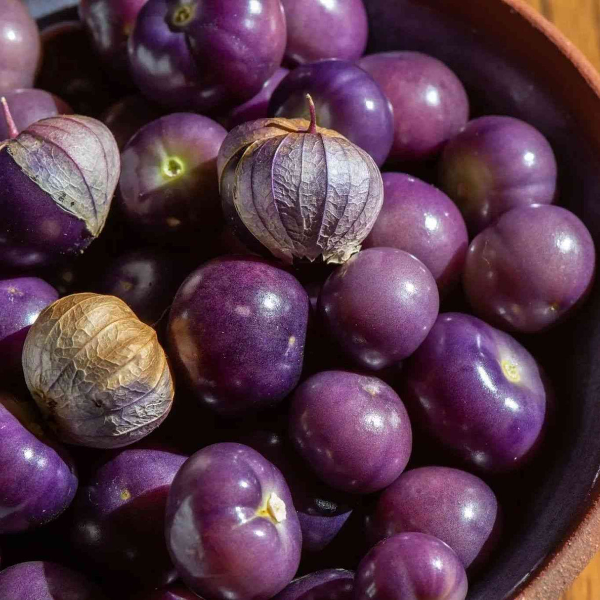 Tomatillo Seeds - Ixocarpa - Really Purple - Alliance of Native Seedkeepers - Vegetable Seeds