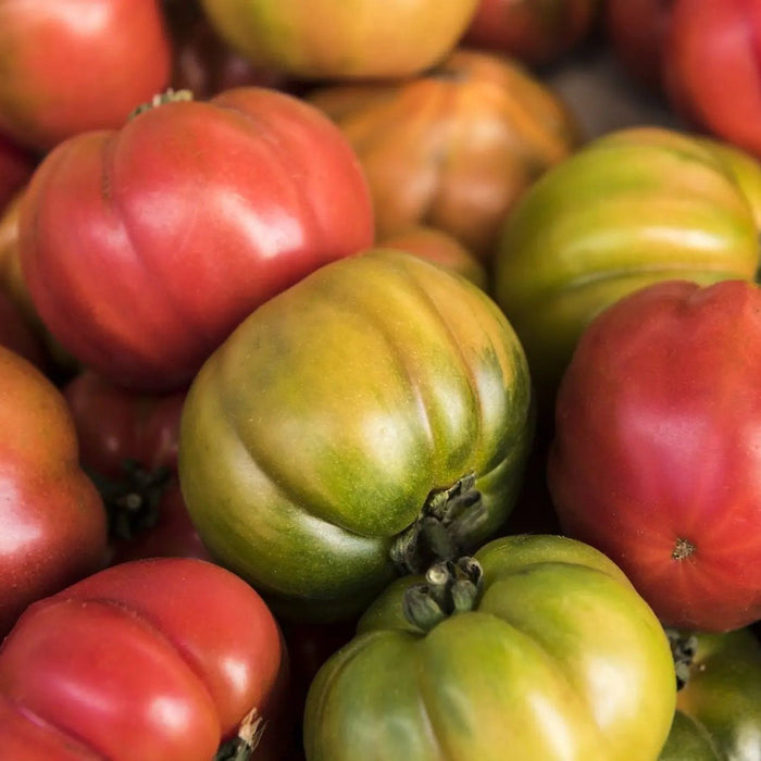 Tomato, Italian Heirloom - Alliance of Native Seedkeepers - Tomato