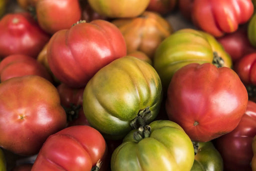 Tomato, Italian Heirloom - Alliance of Native Seedkeepers - Tomato