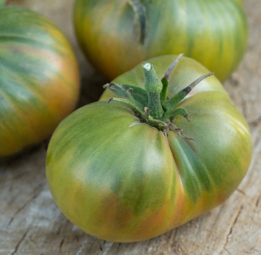 Tomato Seeds - Cherokee Green - Alliance of Native Seedkeepers - Tomato