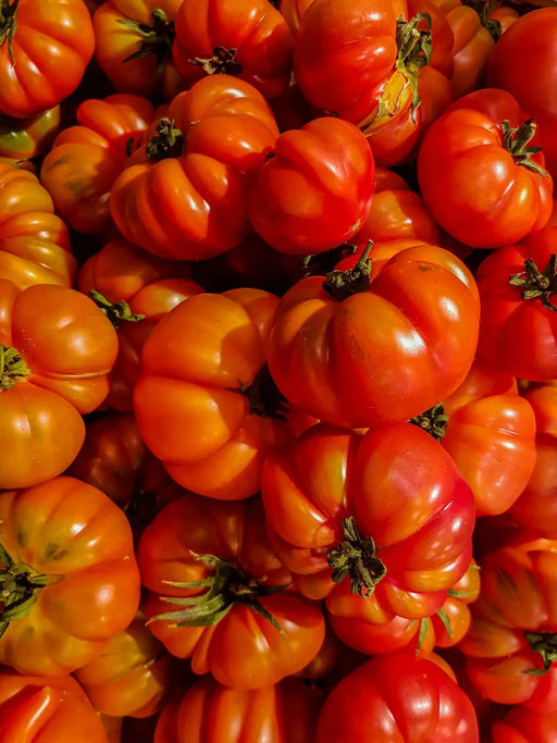 Tomato Seeds - Costoluto Genovese - Alliance of Native Seedkeepers - Tomato