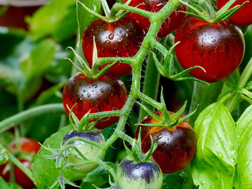 Tomato Seeds - Dancing With Smurfs - Alliance of Native Seedkeepers - Tomato, Purple