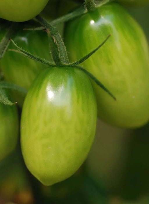 Tomato Seeds - Green Grape - Alliance of Native Seedkeepers - Tomato