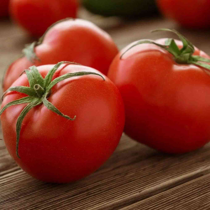 Ace 55 VF Tomato Seeds
