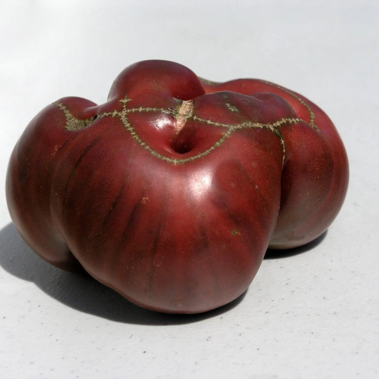 Tomato Seeds - Indeterminate - Black From Tula Beefsteak - Alliance of Native Seedkeepers - Vegetable Seeds