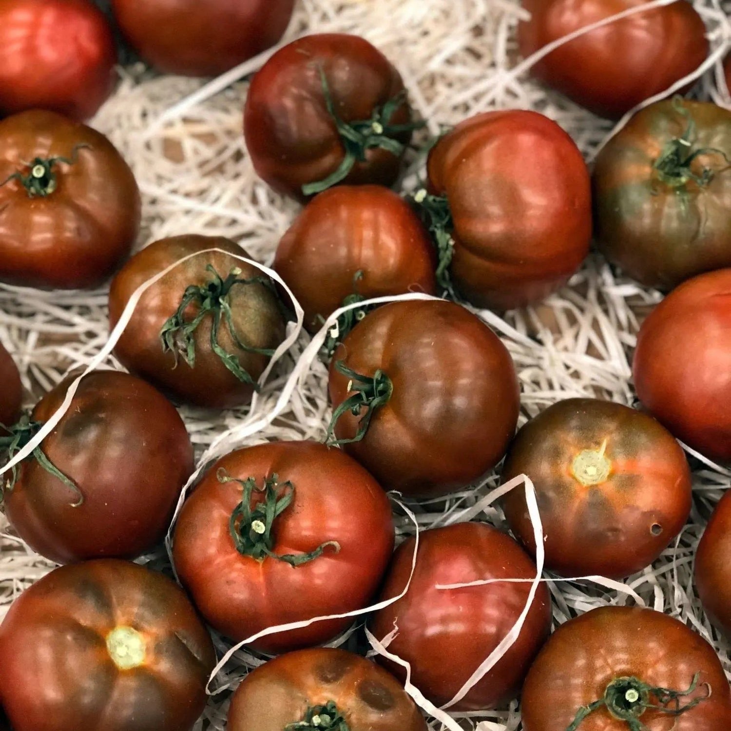 Tomato Seeds - Indeterminate - Black Prince Beefsteak - Alliance of Native Seedkeepers - Vegetable Seeds