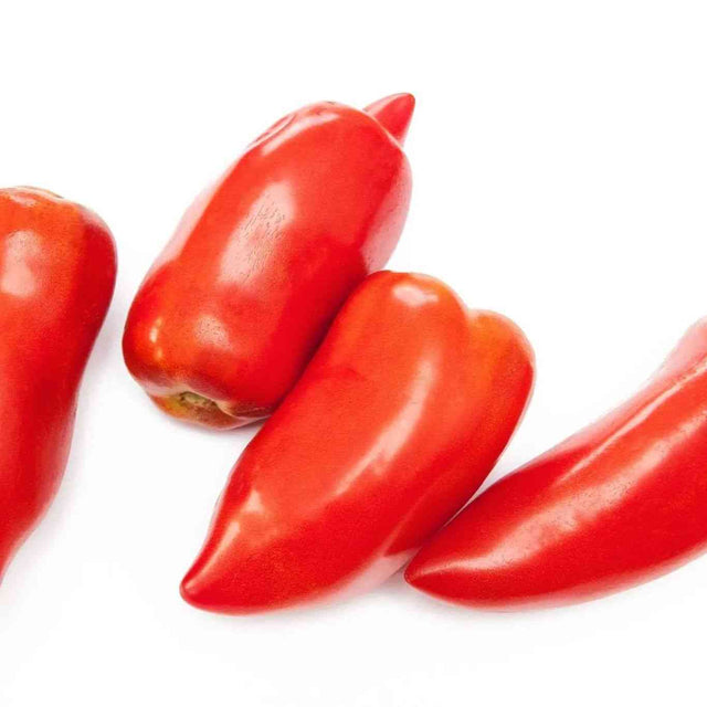 Tomato Seeds - Indeterminate - Blue Beech Paste - Alliance of Native Seedkeepers - Vegetable Seeds