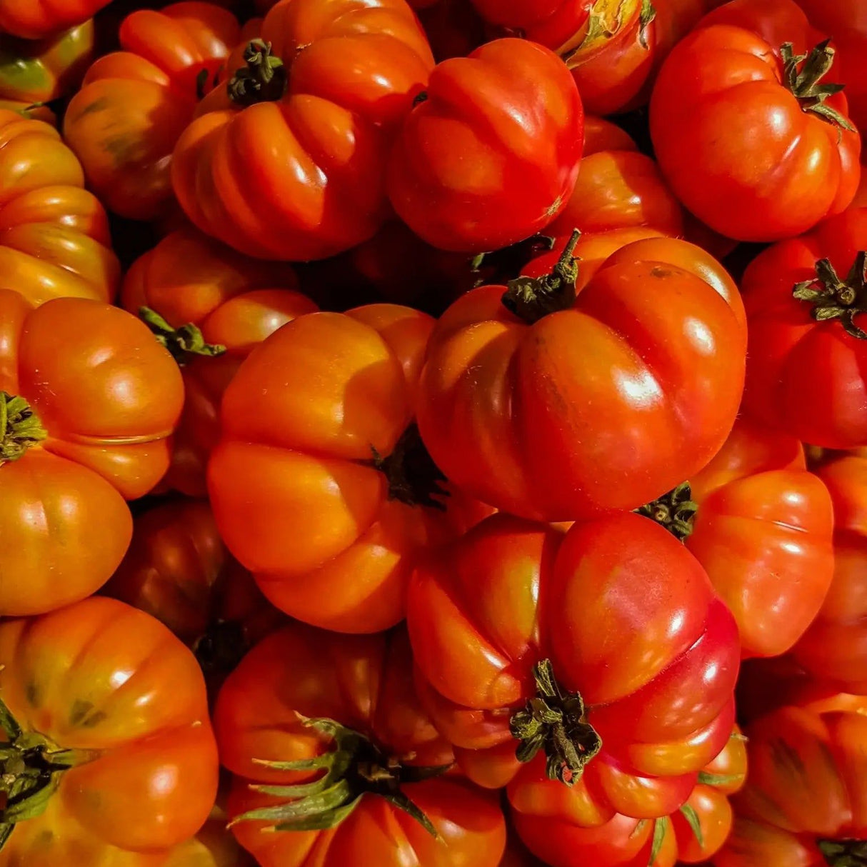 Tomato Seeds - Indeterminate - Costoluto Genovese Standard - Alliance of Native Seedkeepers - Vegetable Seeds