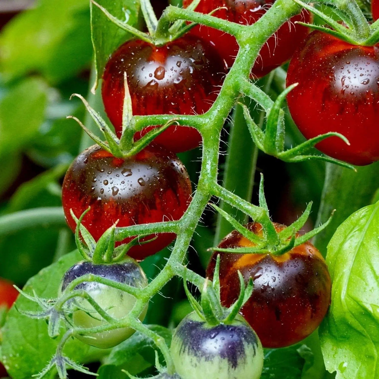 Tomato Seeds - Indeterminate - Dancing With Smurfs Cherry - Alliance of Native Seedkeepers - Vegetable Seeds