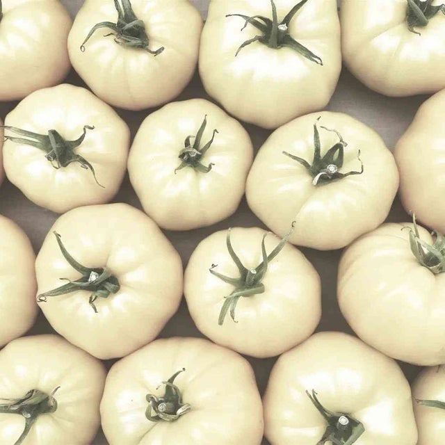 Tomato Seeds - Indeterminate - Great White Beefsteak - Alliance of Native Seedkeepers - Vegetable Seeds