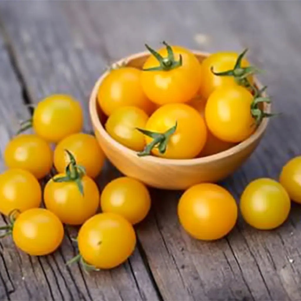 Tomato Seeds - Indeterminate - Igleheart Yellow Cherry - Alliance of Native Seedkeepers - Vegetable Seeds