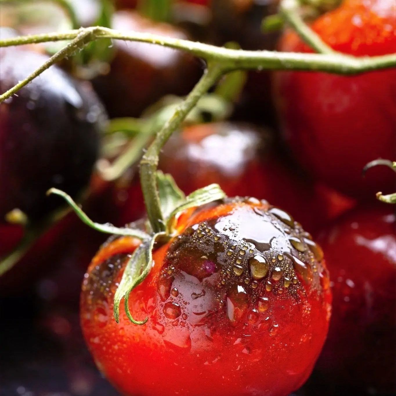 Tomato Seeds - Indeterminate - Indigo Cherry Drops Cherry - Alliance of Native Seedkeepers - Vegetable Seeds