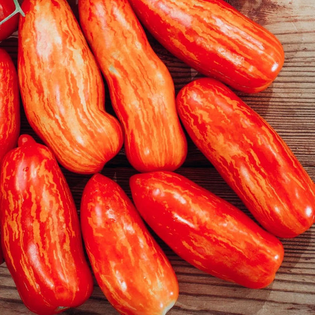 Tomato Seeds - Indeterminate - Speckled Roman Roma - Alliance of Native Seedkeepers - Vegetable Seeds