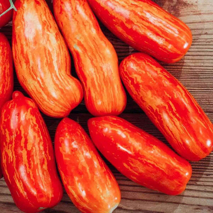 Speckled Roman Roma Tomato Seeds