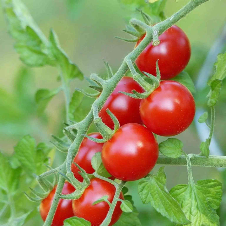 Sweetie Cherry Tomato Seeds