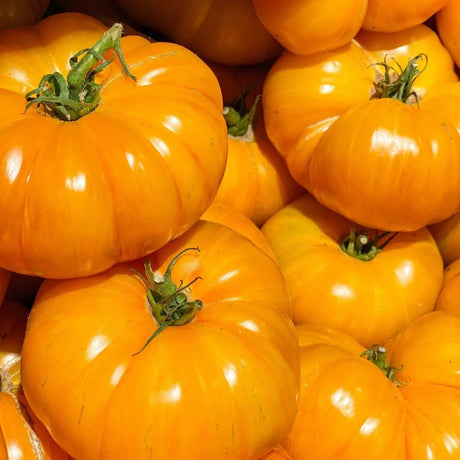 Tomato Seeds - Indeterminate - Yellow Brandywine Beefsteak - Alliance of Native Seedkeepers - Vegetable Seeds