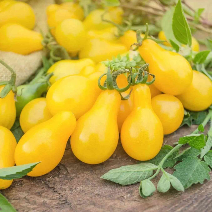 Yellow Pear Cherry Tomato Seeds