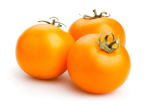 Tomato Seeds - Jaune Flammee - Alliance of Native Seedkeepers - Tomato, Orange