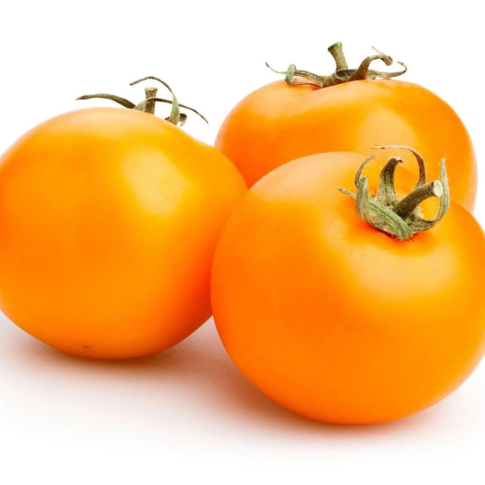 Tomato Seeds - Jaune Flammee - Alliance of Native Seedkeepers - Tomato, Orange