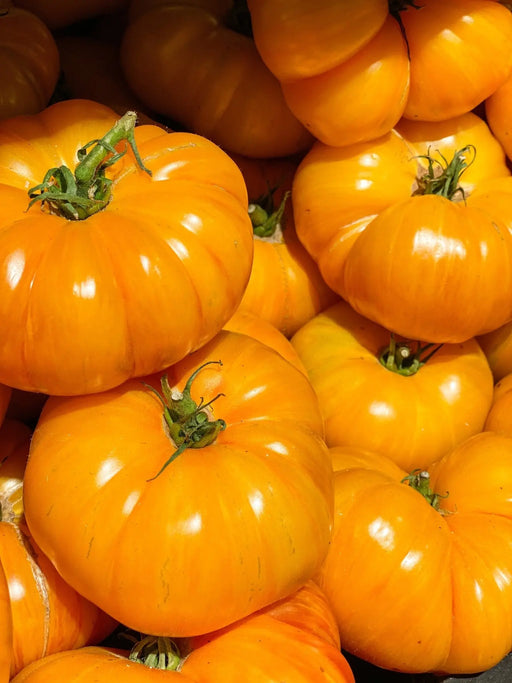 Tomato Seeds - Kellogg's Breakfast - Alliance of Native Seedkeepers - Tomato, Orange